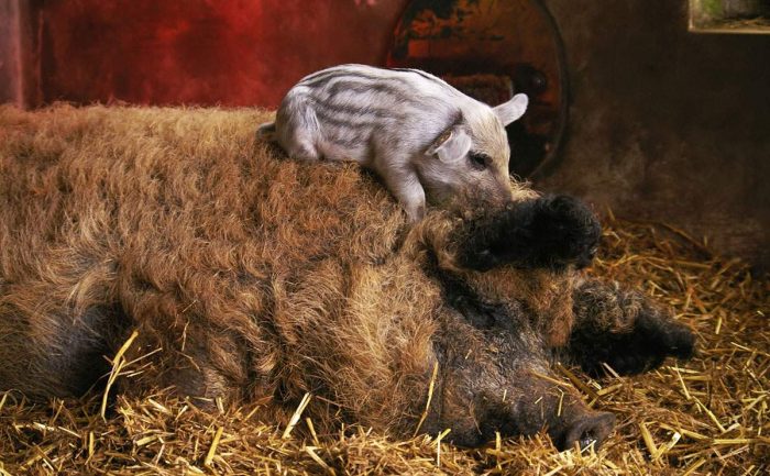 מנגליטה הונגרית עם חזרזיר