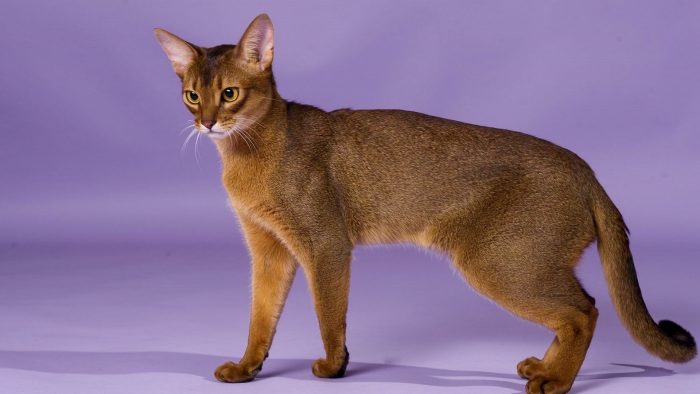 חתול אביסיני