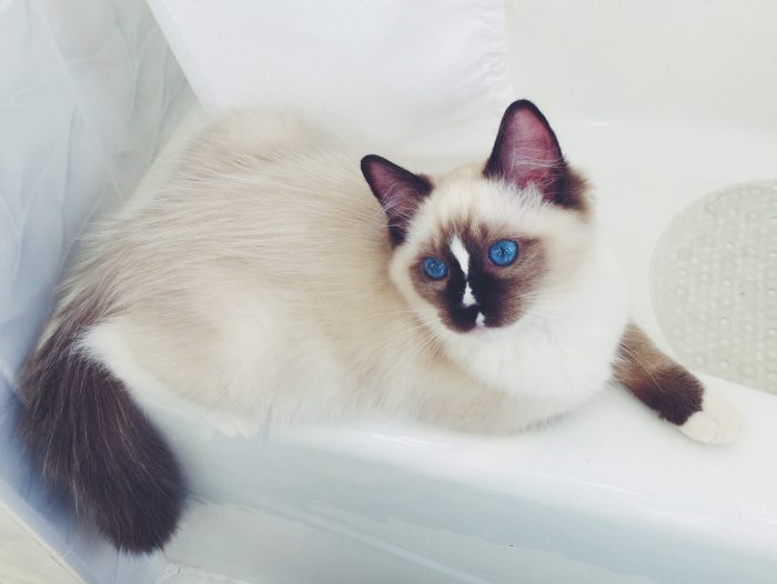 בובת סמרטוטים