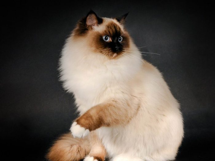 בובת סמרטוטים