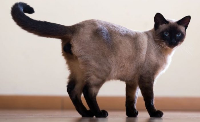 חתול סיאמי