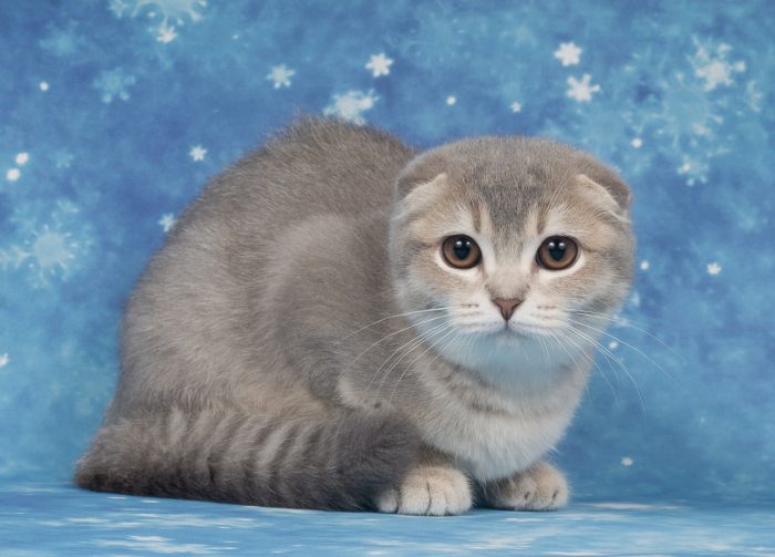 חתול סקוטי פולד