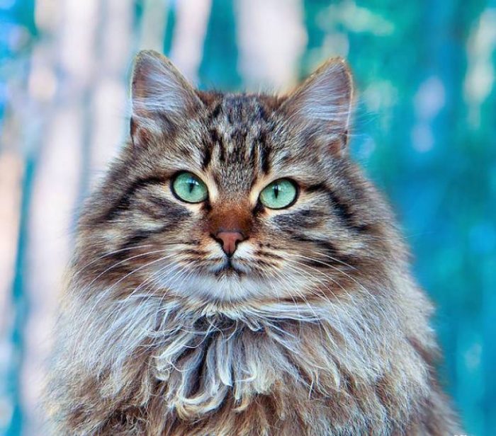 חתול סיבירי