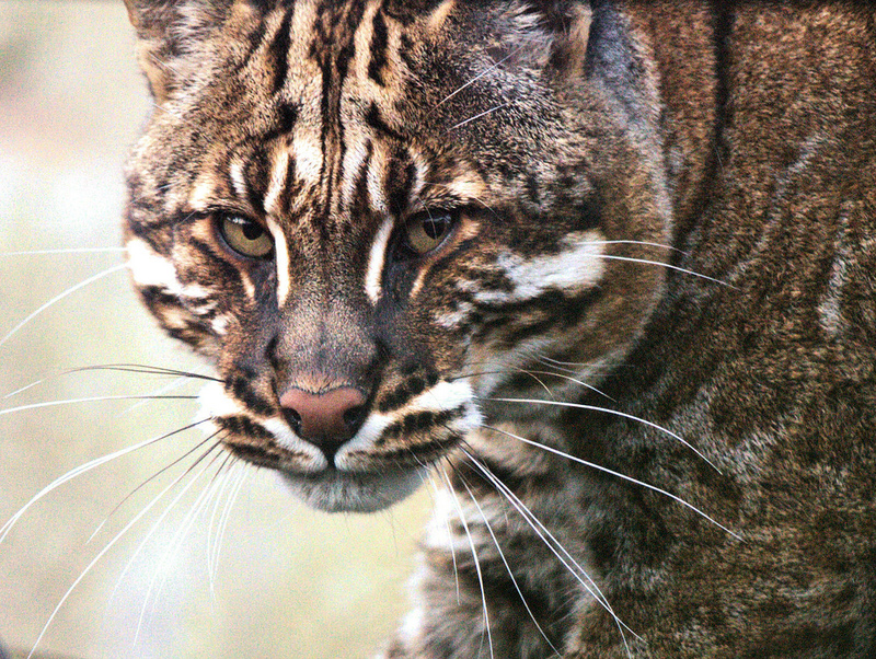 החתול של טמינק