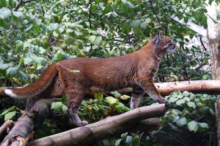 החתול של טמינק