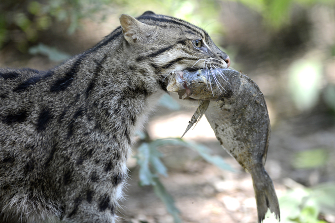 החתול של טמינק