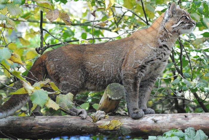 החתול של טמינק