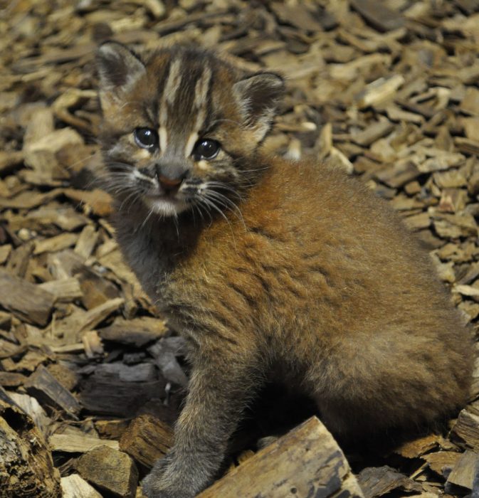 החתלתול של טמינק