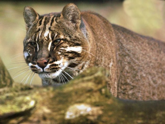 החתול של טמינק