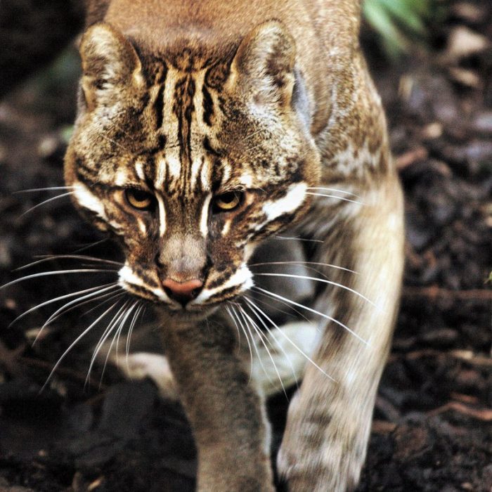 החתול של טמינק