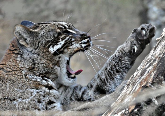 החתול של טמינק