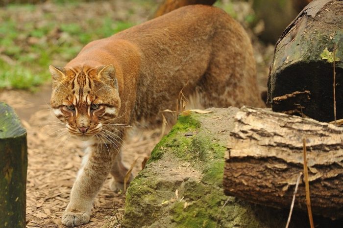 החתול של טמינק