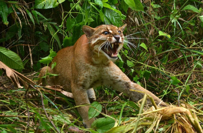 החתול של טמינק