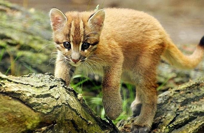 החתלתול של טמינק