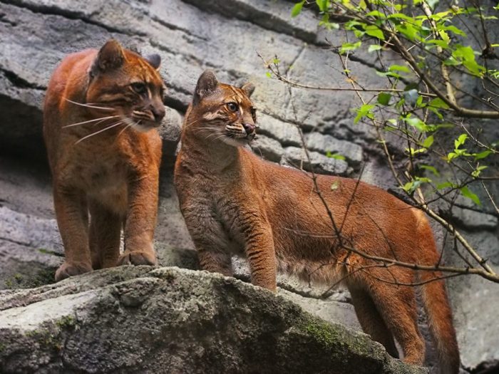 חתולי זהב אסייתים