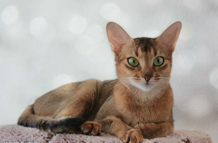 חתול אביסיני