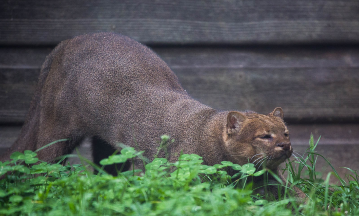יגוארונדי על הדשא