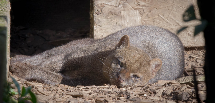 יַגַגוּרוּנְדִי נחה