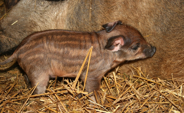 חזרזיר מנגליקה הונגרי