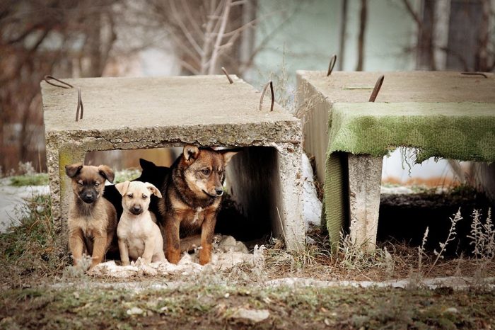 כלבים משוטטים