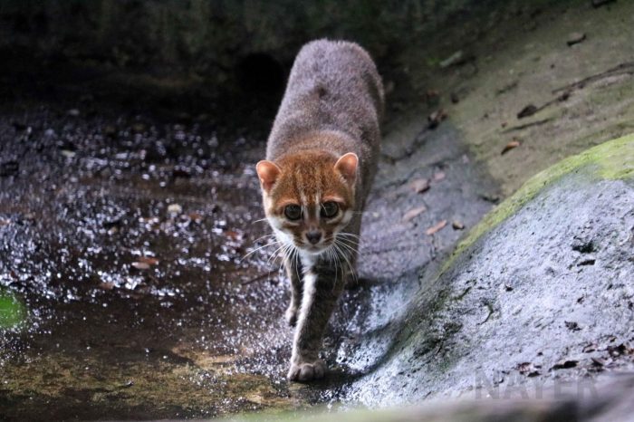 חתול סומטרה