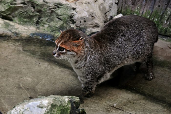 חתול סומטרה