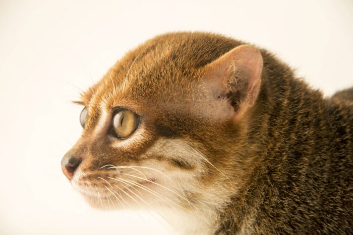 חתול סומטרה