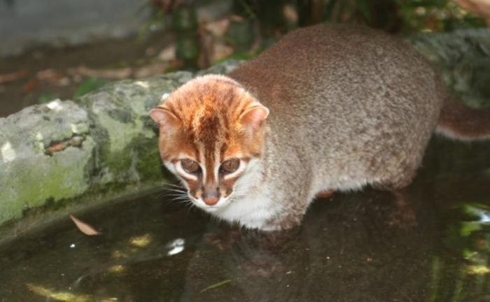 חתול סומטרה במים