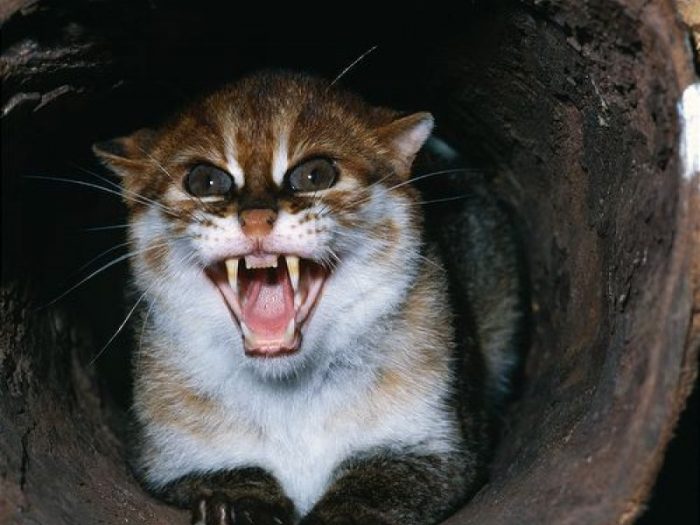 חתול סומטרה