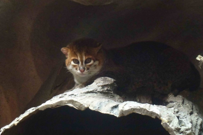 חתול סומטרה