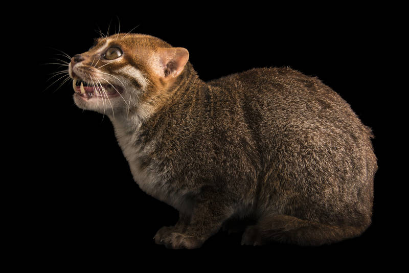 חתול סומטרה