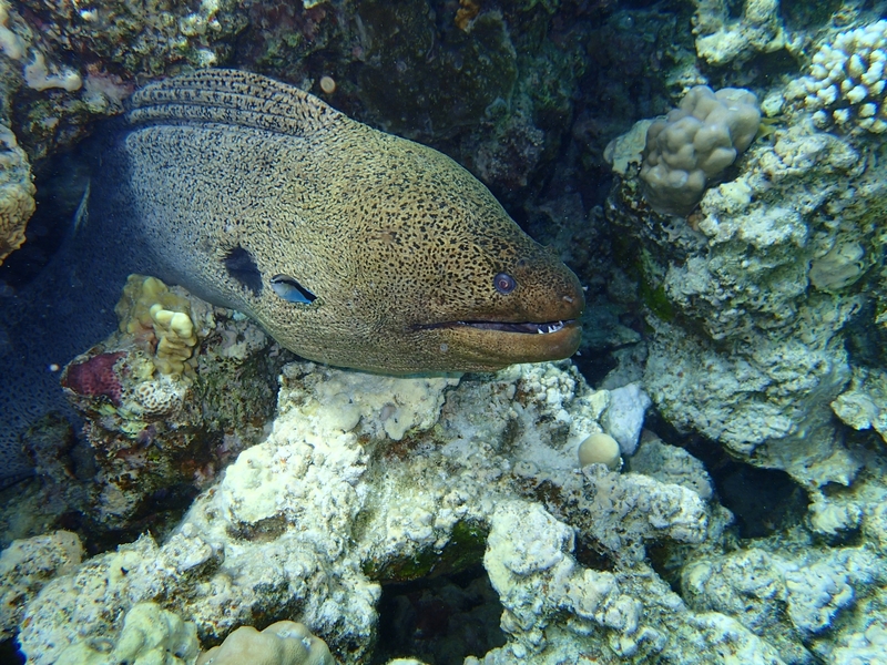 צלופח מוריי ענק