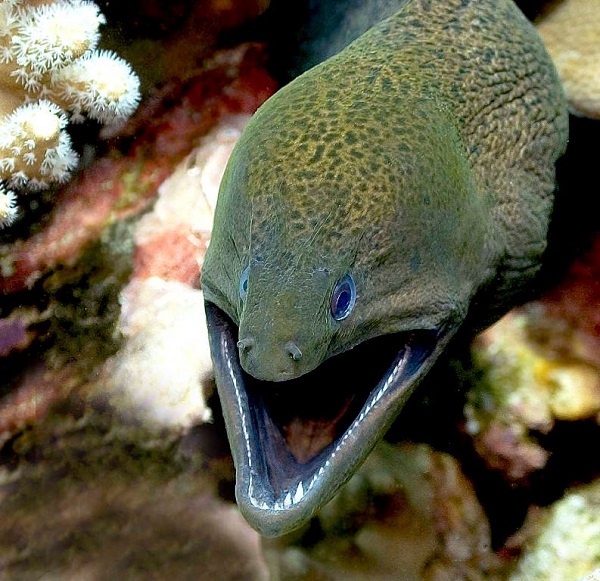 צלופח מוריי ענק