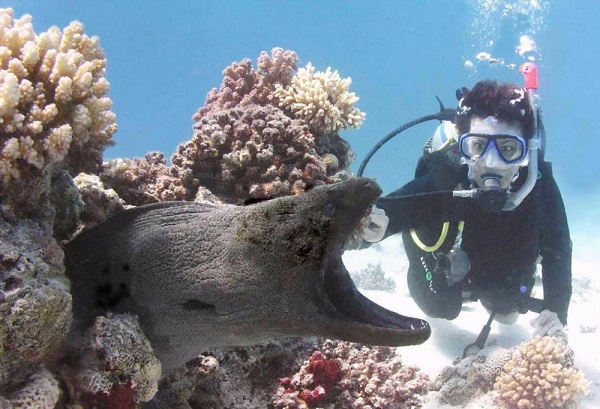 צלופח מוריי ענק