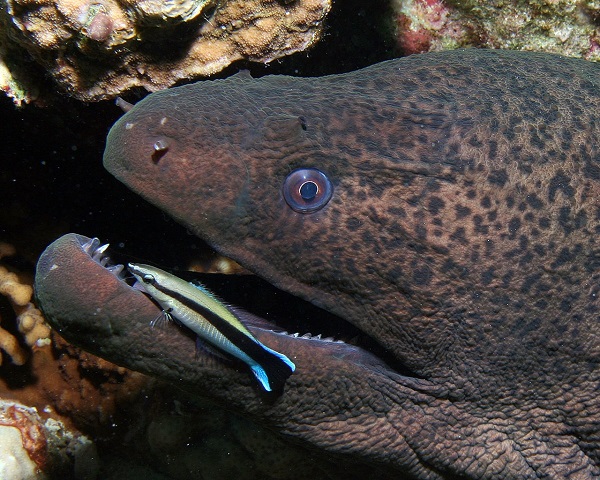 צלופח מוריי ענק