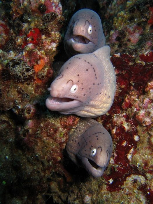 צלופחי מורייה ענקיים