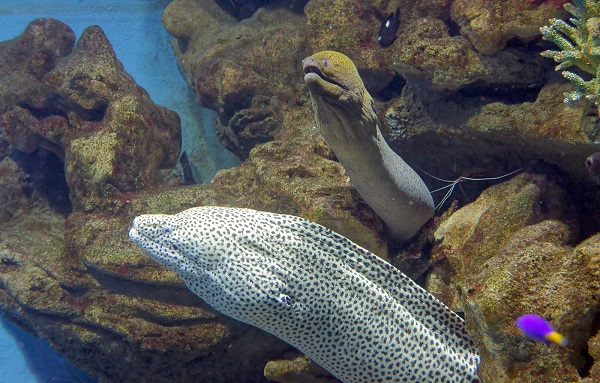 צלופח מוריי ענק