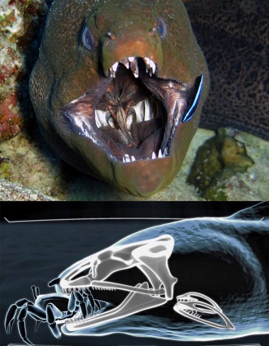 צלופח מוריי ענק