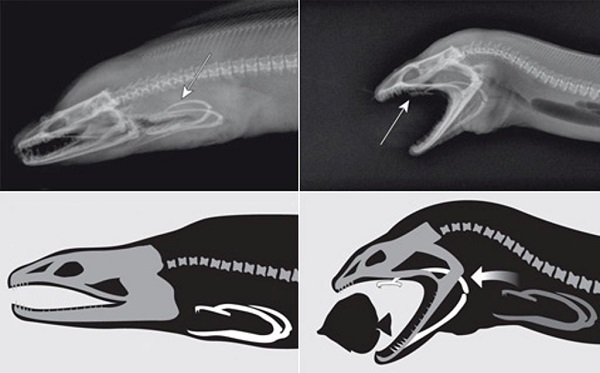 צלופח מוריי ענק