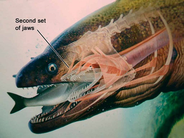 צלופח מוריי ענק