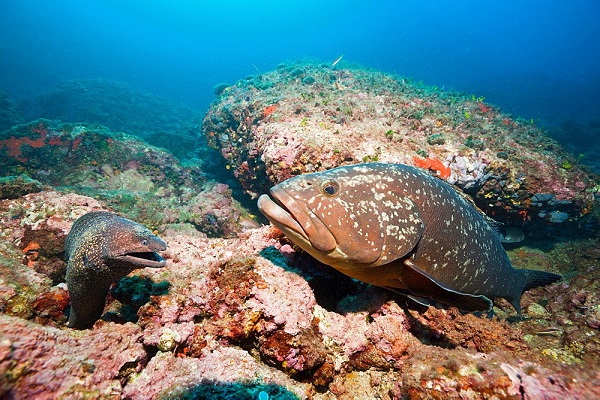 צלופח מוריי ענק