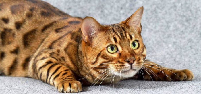 החתול התחבא