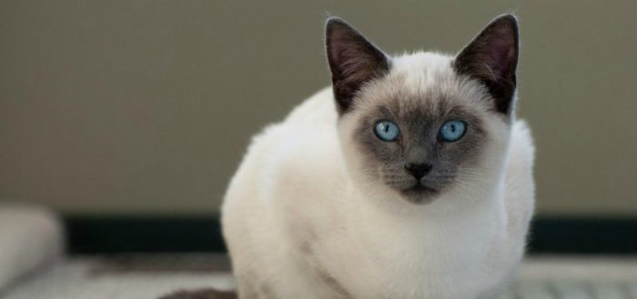 חתול לבן עם עיניים כחולות