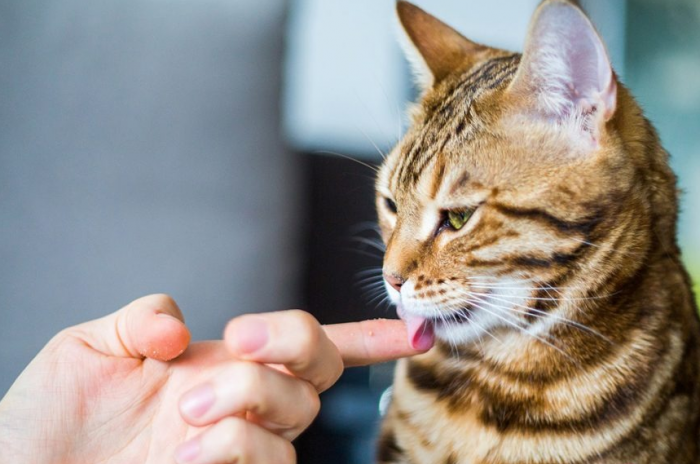 החתול מלקק את האצבע