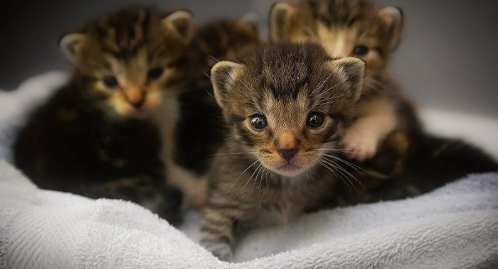 חתלתולים של נמר במאורת שמיכה