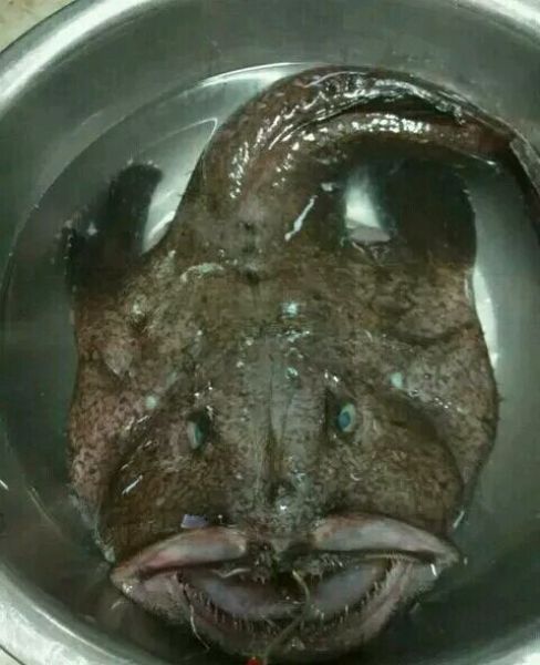 תאומטיכט אקסל