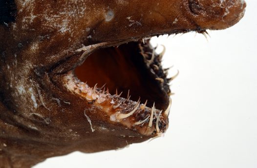 שיניים של תאומטיכט אקסל