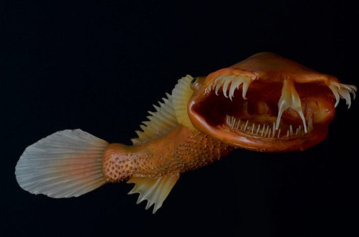 תאומטיכט אקסל