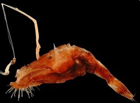 תאומטיקתיס בינגאמי