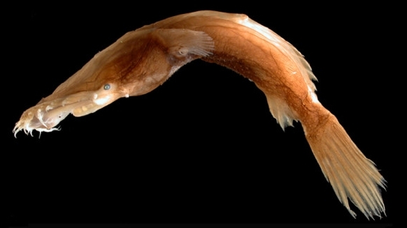 תאומטיקתיס אקסלי